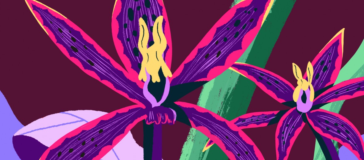Сексуальний викрут орхідей