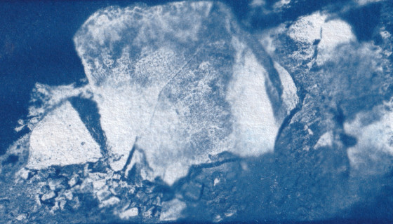 Skin of Dead Bull