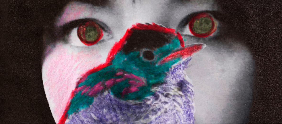 Where do birds die?